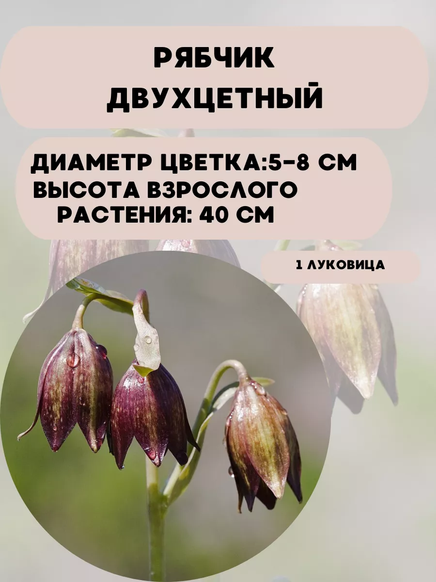 Купить Луковицы Рябчиков Недорого