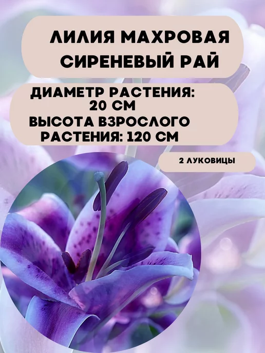 Царь сад Лилия махровая Луковицы лилий, вариант