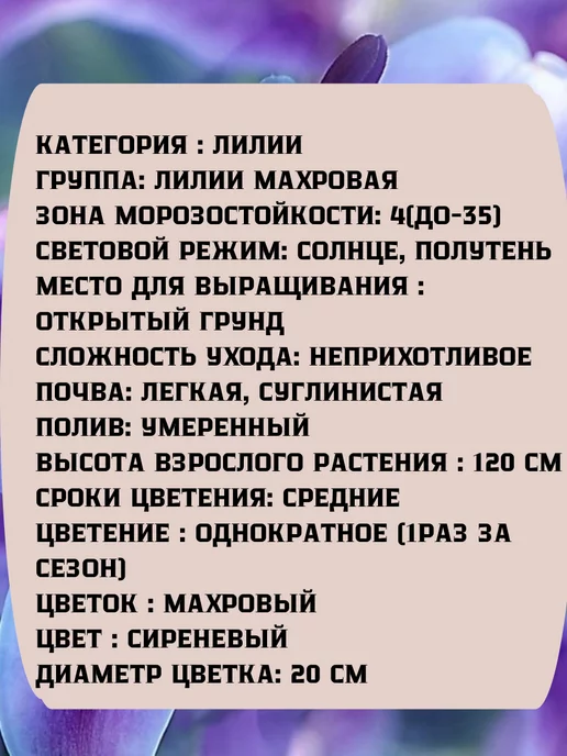 Царь сад Лилия махровая Луковицы лилий, вариант, фото 2