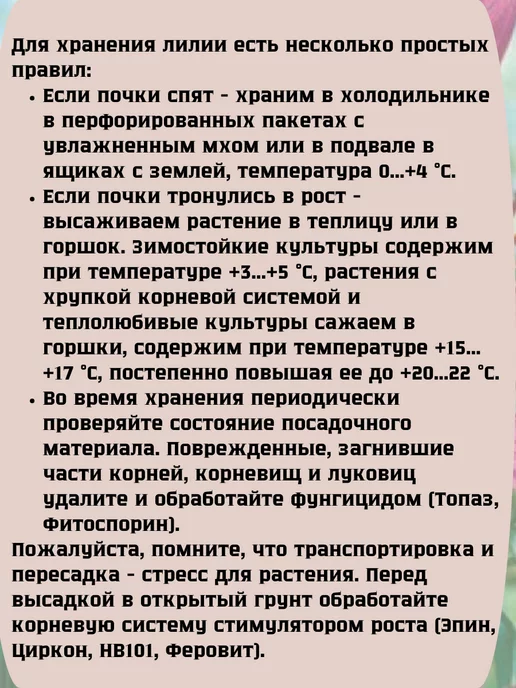 Царь сад Лилия махровая Луковицы лилий, вариант, фото 4