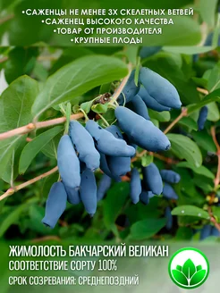Саженцы Жимолости Бакчарский Великан Крымский Питомник Растений 208649764 купить за 305 ₽ в интернет-магазине Wildberries