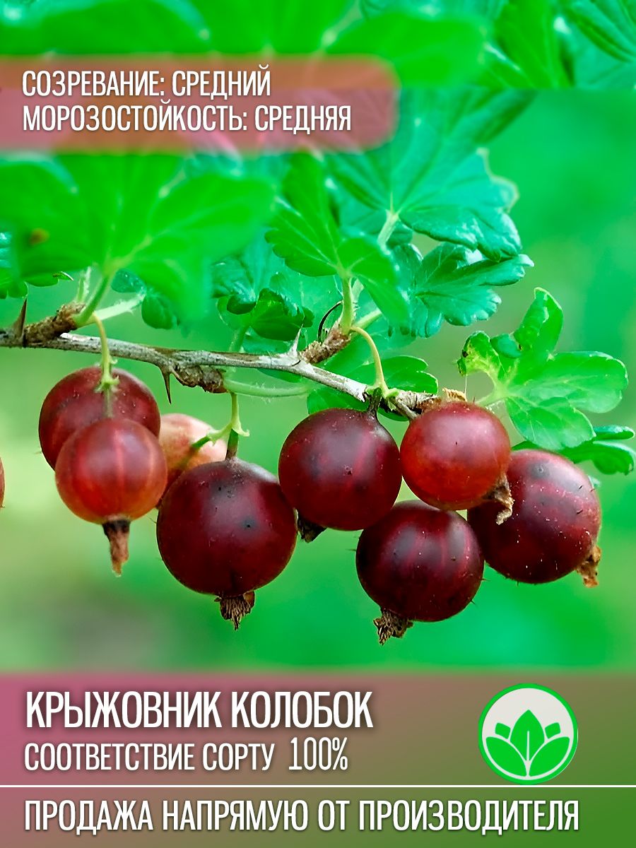 Белоостровский питомник спб растений каталог. Аґрус Колобок. Крыжовник Колобок. Крыжовник Колобок описание сорта. Крыжовник Колобок фото.