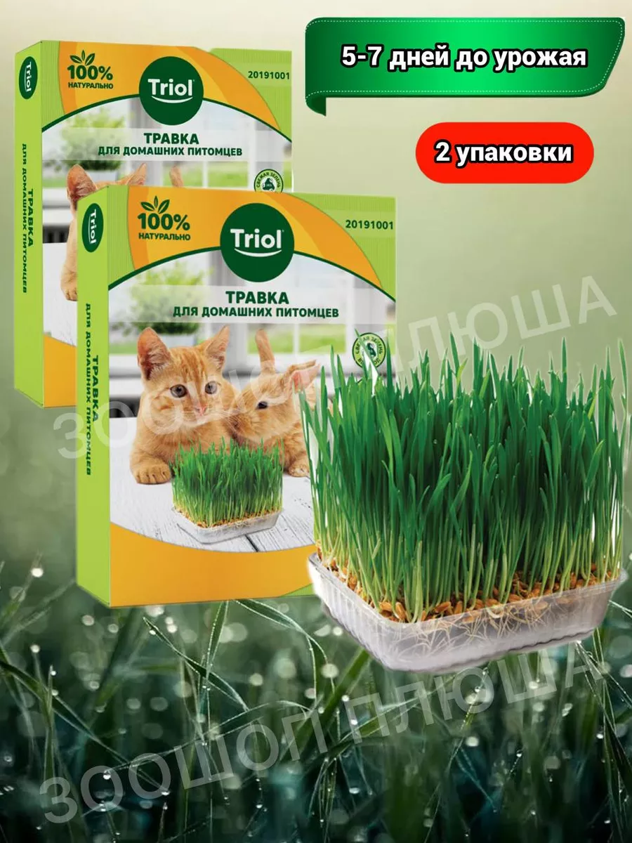 Трава для кошек, крыс и хомяков