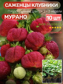 Клубника Саженцы Рассада Мой Садовод 208736465 купить за 457 ₽ в интернет-магазине Wildberries