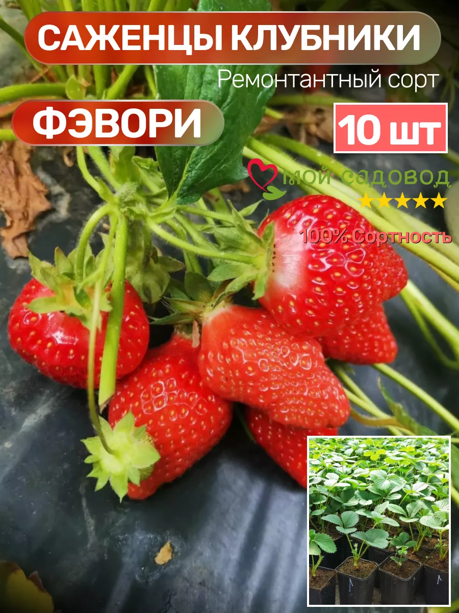 Клубника Саженцы Рассада Мой Садовод 208736667 купить за 463 ₽ в  интернет-магазине Wildberries