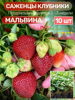 Клубника Саженцы Рассада Мой Садовод 208738318 купить за 485 ₽ в интернет-магазине Wildberries