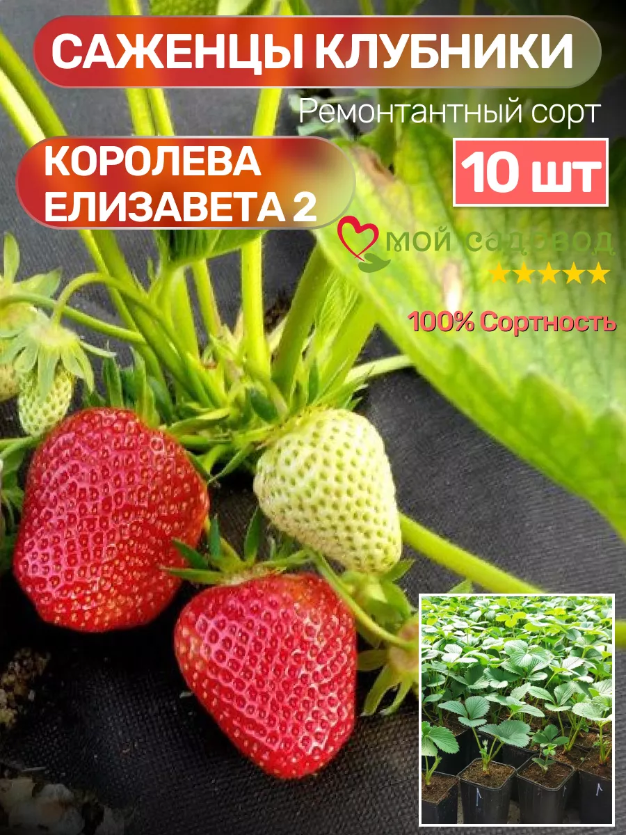 Клубника Саженцы Рассада Мой Садовод 208741606 купить за 516 ₽ в  интернет-магазине Wildberries