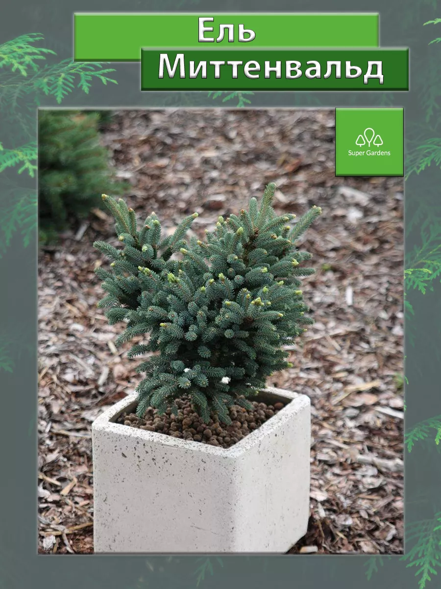 Ель Миттенвальд (Picea likiangensis Mittenwald) С5 20/30 Super Gardens  208788470 купить в интернет-магазине Wildberries