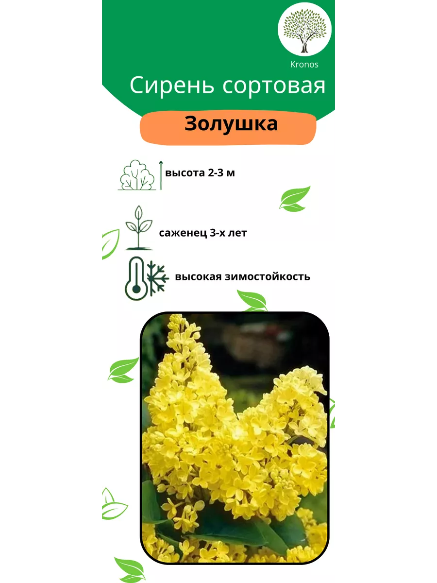 Сирень Примроуз купить в Минске, декоративные кустарники Беларусь