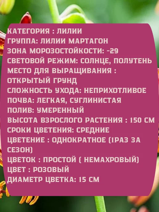Царь сад Лилия мартагон Лилия арабиан найт, 2 шт, фото 2
