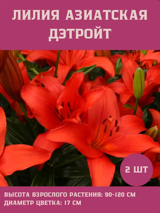 Царь сад Лилия Азиатская Лилия Детройт, 2 шт
