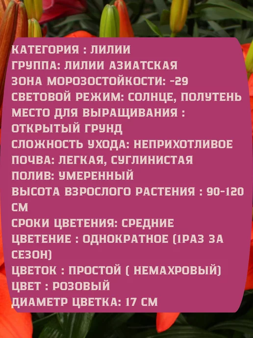 Царь сад Лилия Азиатская Лилия Детройт, 2 шт, фото 2