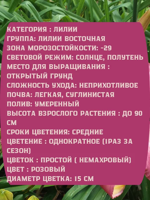 Царь сад Лилия Мартагон Лилия Фламинго, 2 шт, фото 2