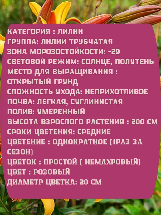 Царь сад Лилия Трубчатая Африкан Квин, 3 шт, фото 2