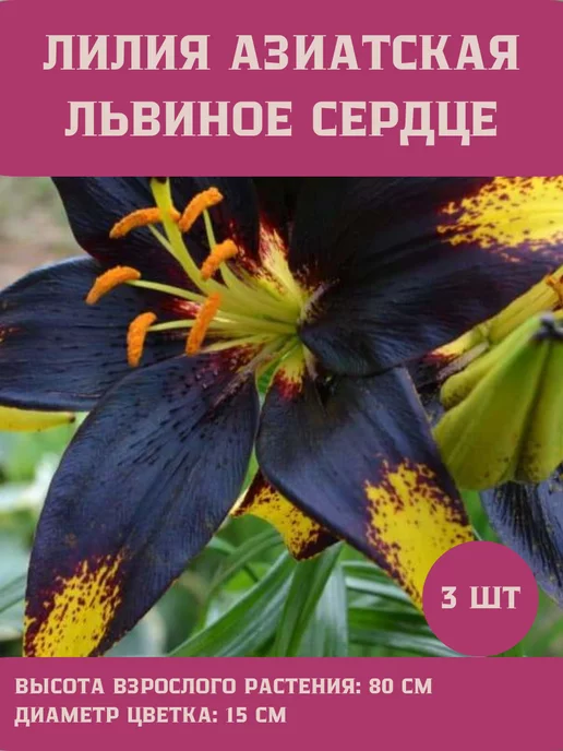 Царь сад Лилия Азиатская Львиное Сердце, 3 шт