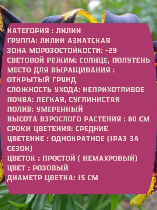 Царь сад Лилия Азиатская Львиное Сердце, 3 шт, фото 2
