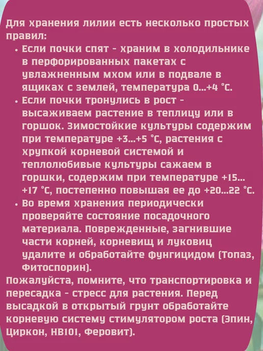 Царь сад Лилия Азиатская Львиное Сердце, 3 шт, фото 4