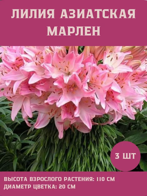 Царь сад Лилия Азиатская Марлен, 3 шт