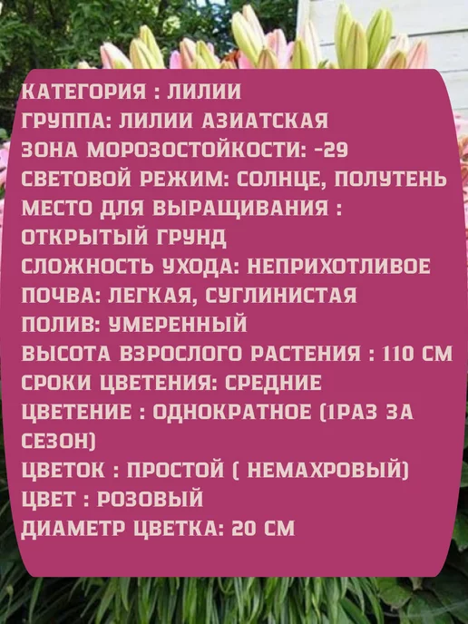 Царь сад Лилия Азиатская Марлен, 3 шт, фото 2