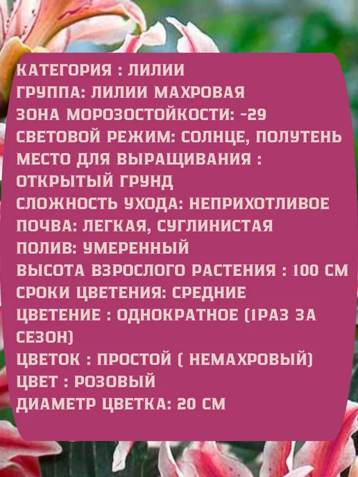 Царь сад Лилия Восточная Мэджик Стар, 3 шт, фото 2