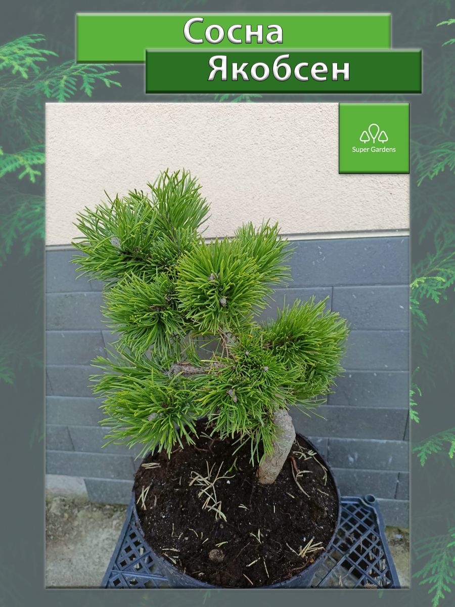 Сосна горная Якобсен (Pinus mugo Jakobsen) С3 10/15 Super Gardens 209065610  купить за 6 224 ₽ в интернет-магазине Wildberries