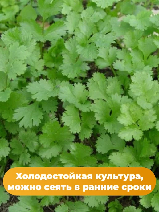Агрофирма АЭЛИТА Лук на зелень 6 упаковок, вариант, фото 2
