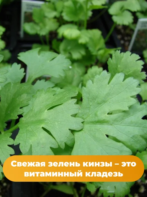 Агрофирма АЭЛИТА Лук на зелень 6 упаковок, вариант, фото 3