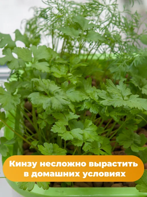 Агрофирма АЭЛИТА Лук на зелень 6 упаковок, вариант, фото 6