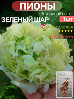 Пионы Саженцы Мой Садовод 209225803 купить за 510 ₽ в интернет-магазине Wildberries