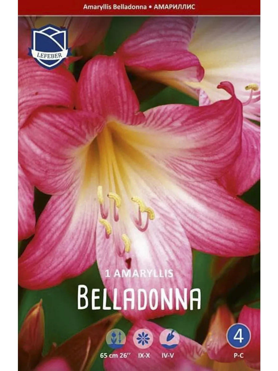 Belladonna порно онлайн смотреть бесплатно