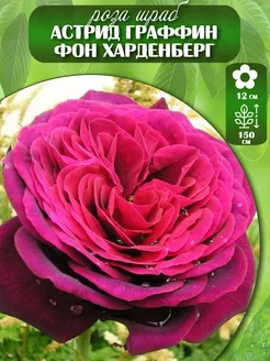 Саженец розы Астрид Граффин фон Харденберг Vash_sad 209240015 купить за 399 ₽ в интернет-магазине Wildberries