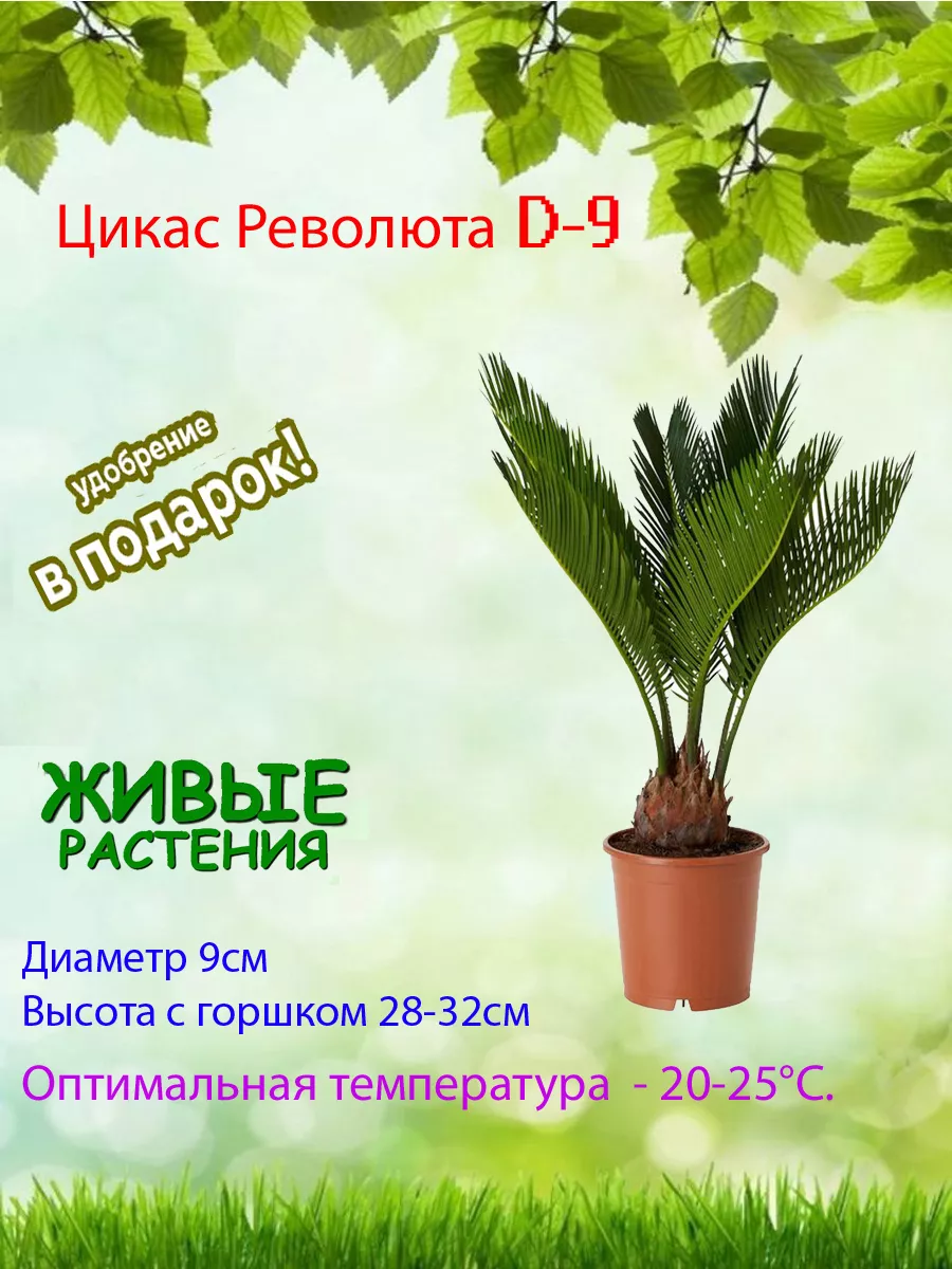 Живое растение Пальма Цикас Революта d-9 Это наш сад 209284638 купить в  интернет-магазине Wildberries