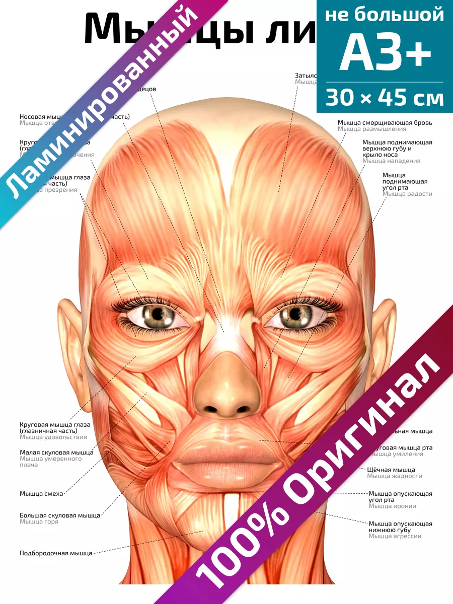 Мышцы лица анатомический плакат 30х45 см Квинг 209288632 купить за 234 ₽ в  интернет-магазине Wildberries