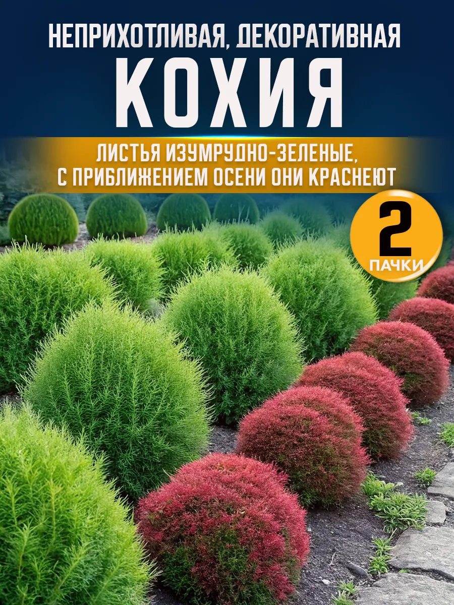 Семена кохии 2 шт