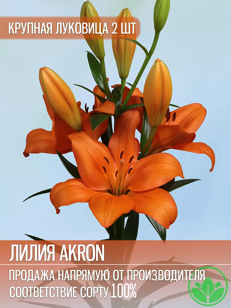 Лилия Акрон Луковицы