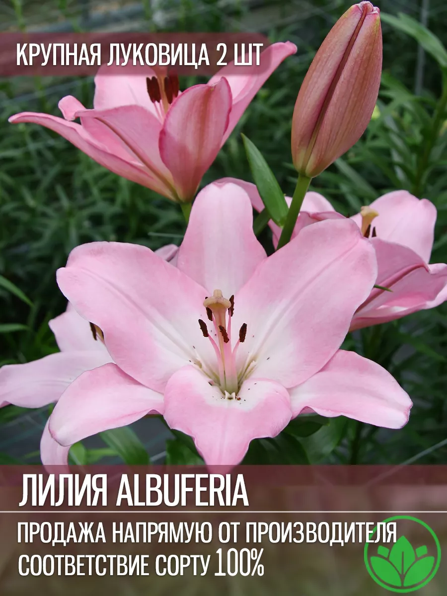 Лилия Альбуферия Луковицы