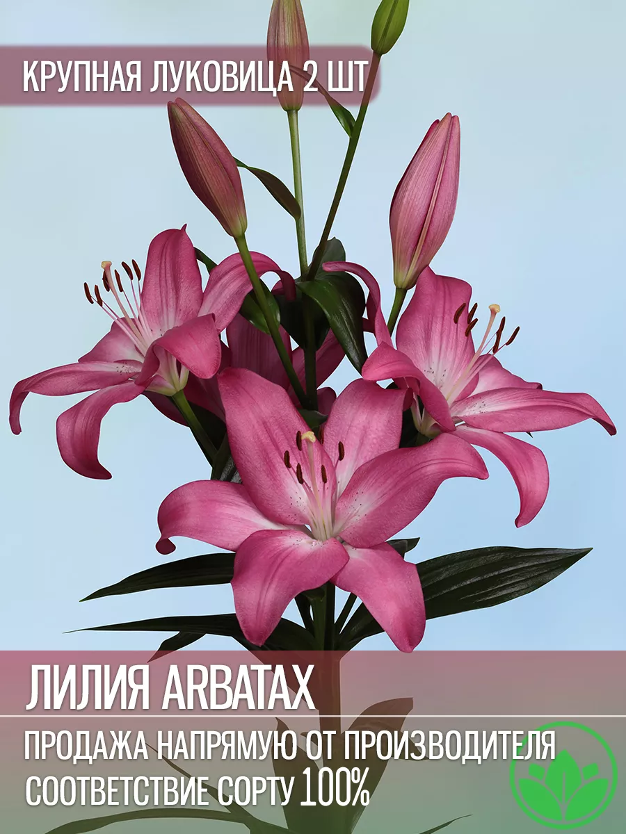 Лилия Арбатакс Луковицы