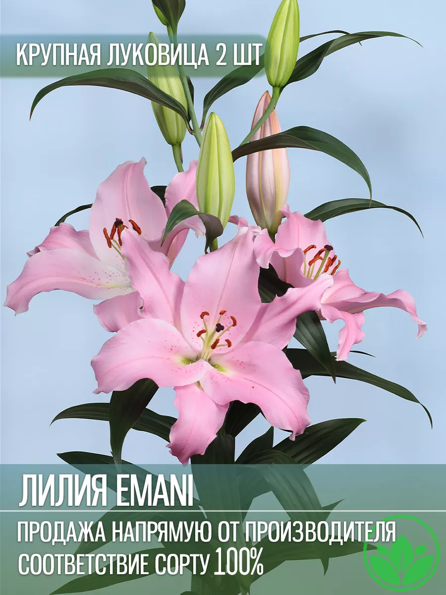 Лилия Емани Луковицы