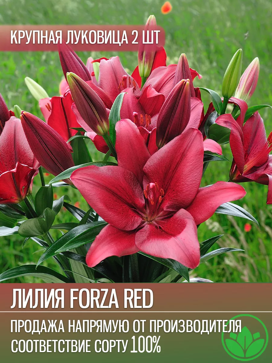 Лилия Форза Ред Луковицы