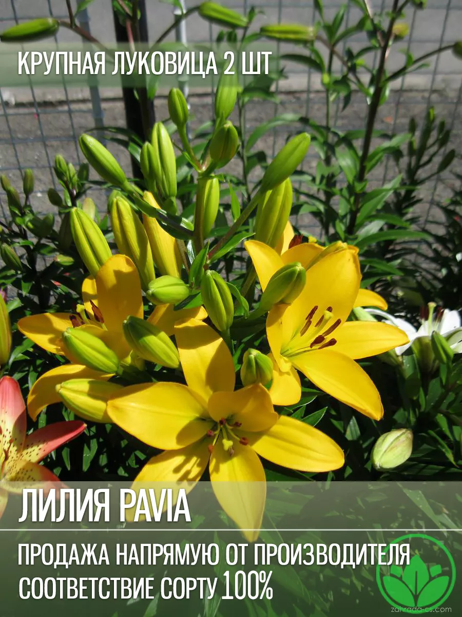 Лилия Павия Луковицы
