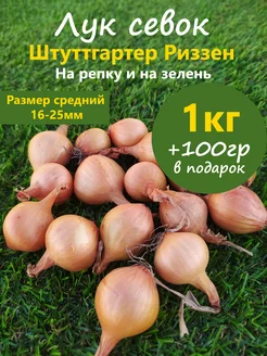 Лук севок для посадки на репку и на зелень Лучок за пучок 209552496 купить за 191 ₽ в интернет-магазине Wildberries