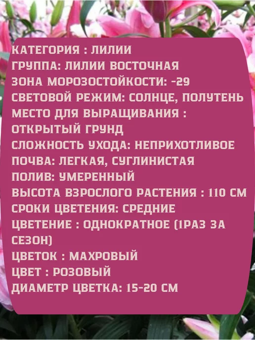 Царь сад Лилия восточная Лилия азиатская, 3 шт, фото 2