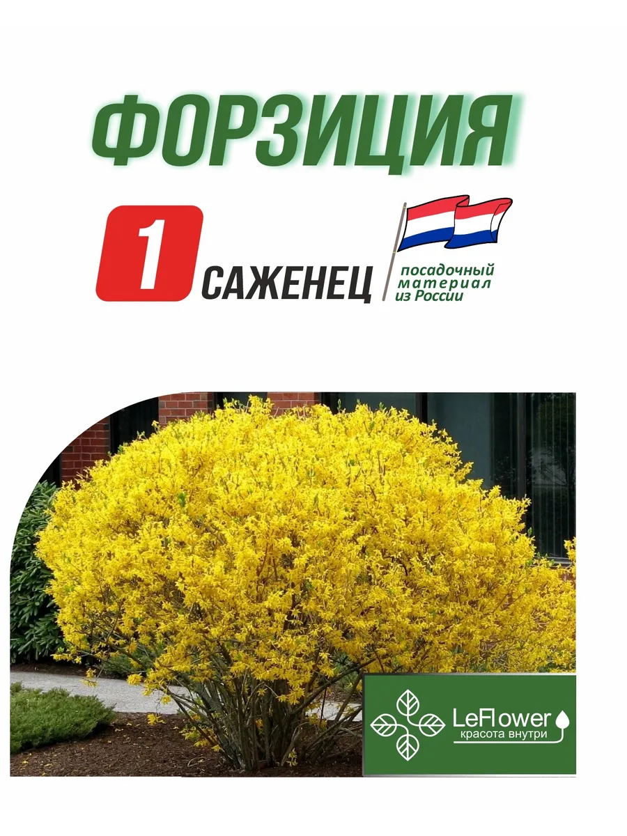 Саженец, Форзиция 1шт