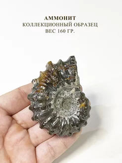 Коллекционный образец Аммонит натуральный камень Only Stones 209826168 купить за 3 321 ₽ в интернет-магазине Wildberries