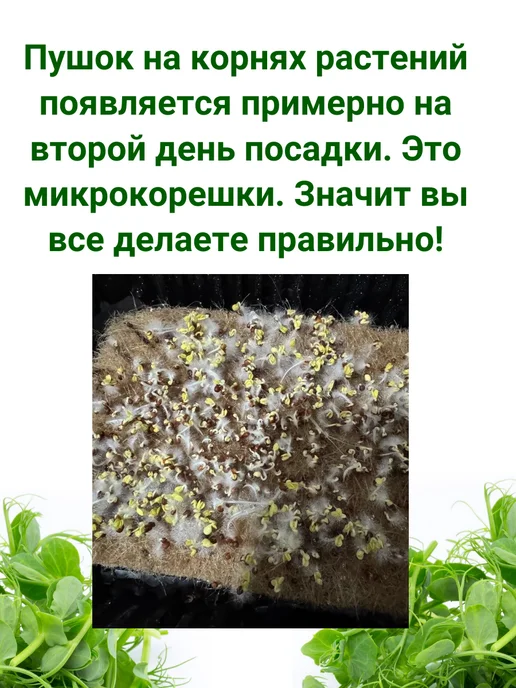 Сеем вместе Набор для выращивания микрозелени Витаминка № 3, 3 шт, фото 5