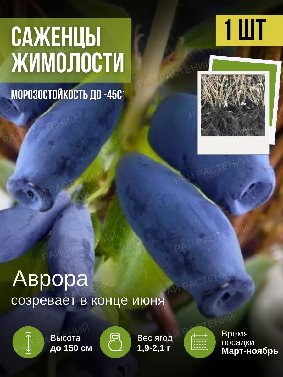 Саженец жимолости Аврора
