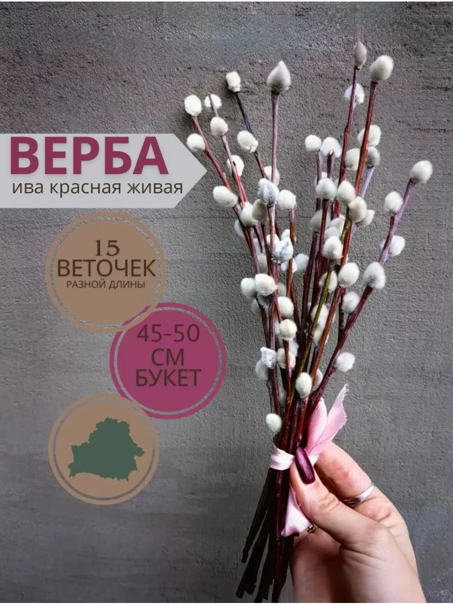 Верба красная живая HOME 210148194 купить за 384 ₽ в интернет-магазине  Wildberries