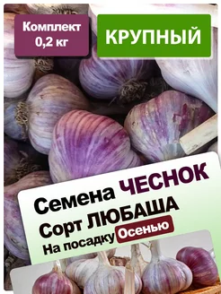 Крупный Чеснок на посадку осенью озимый сорт Любаша 0.2 кг 210159628 купить за 226 ₽ в интернет-магазине Wildberries