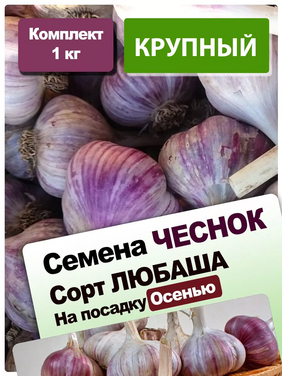 Крупный осенью озимый сорт...