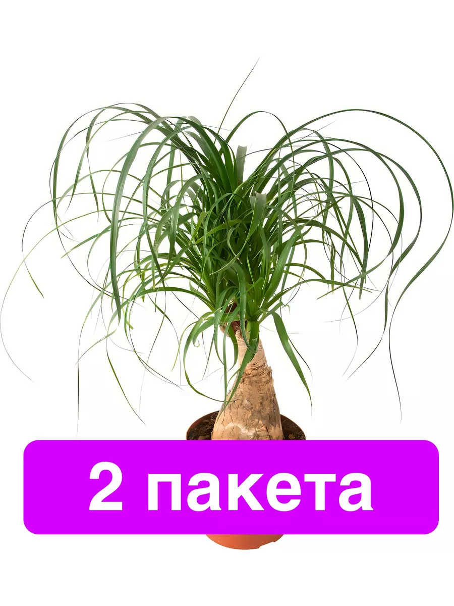 Цветы Бокарнея 2 пакета